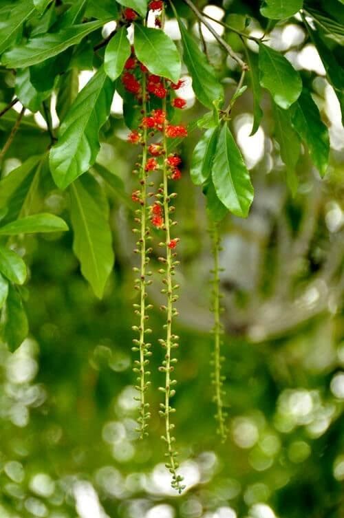 Top những mẫu bonsai cây Lộc Vừng đẹp - BonsaiArt