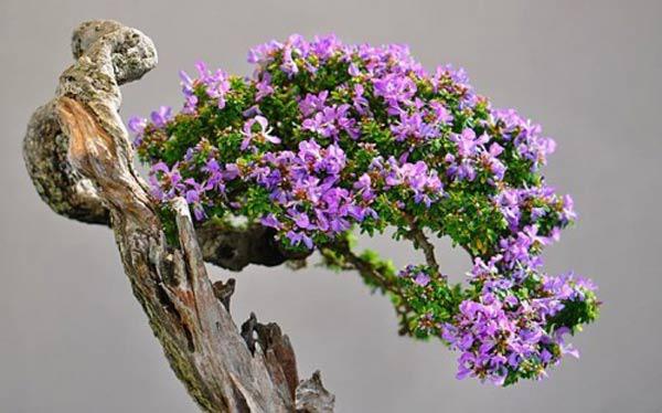 Đặc điểm của cây linh sam, cách chăm sóc và nhân giống bonsai linh sam - BonsaiArt